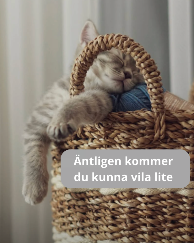 PawsUp - Kattens bästa lekstund någonsin – utan förstörda möbler